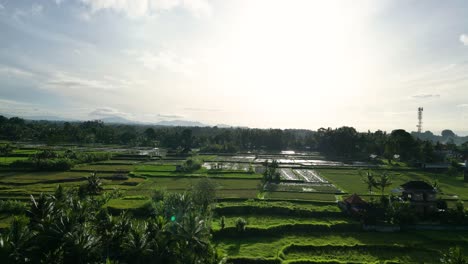 Beautiful-green-landscape-with-rice-growing-on-agricultural-farm-parcels-surrounded-by-trees-in-Indonesia