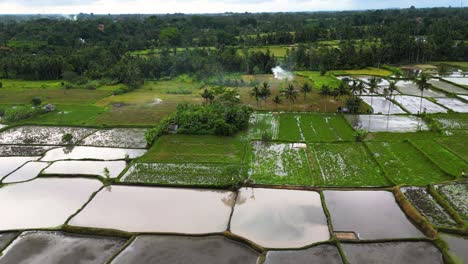 Rice-plantation-and-green-landscape-background-on-an-agricultural-farm,-shining-on-bright-morning-in-Indonesia