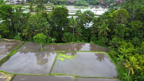 Indonesische-Tropische-Insel,-Umgeben-Von-Grünen-Reisfeldern-Landwirtschaftlicher-Betriebe-Und-Palmenwäldern