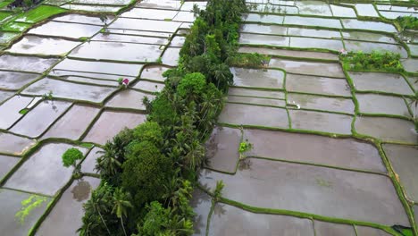 Wunderschöne-Reisfeldlandschaft-Mit-Quadratischen-Parzellen-Auf-Einem-Landwirtschaftlichen-Bauernhof,-Der-In-Tropischem-Klima-In-Indonesien-Wächst