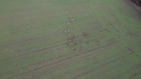Herd-of-deer-in-farm-field-Essex-UK-Drone,-Aerial,-view-from-air,-birds-eye-view