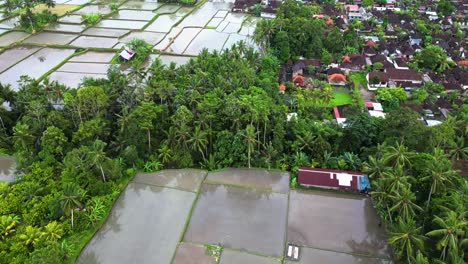 Parcelas-Cuadradas-De-Arroz-De-Una-Granja-Agrícola-Que-Crece-En-Una-Isla-Tropical-Cerca-De-Un-Pueblo-Indonesio