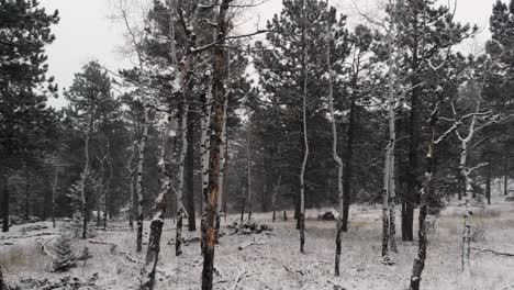 Bewegen-Sie-Sich-Um-Bäume-In-Einem-Verschneiten-Wald,-Während-Es-Schneit