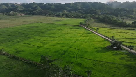 Ackerland-Mit-Wachsenden-Reisfeldern-In-Der-Nähe-Von-Sabana-De-La-Mar,-Dominikanische-Republik