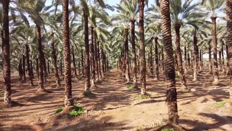 dolly-in-shot-through-dates-farm-palm-trees-on-sunny-day,-middle-east