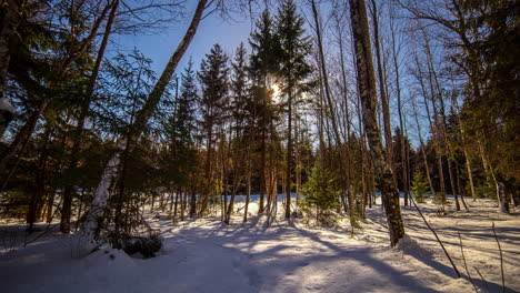 Timelapse-of-tree-trunks-shadows-moving-in-snowy-landscape-with-sun-in-background