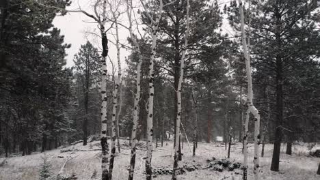 Moving-though-the-trees-in-a-snowy-forest-while-its-snowing