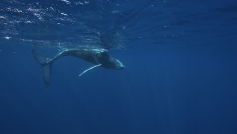Slow-motion-shot-of-baby-humpback-whale-playing-at-the-surface-in-the-clear-tropical-waters-of-French-Polynesia,-Tahiti