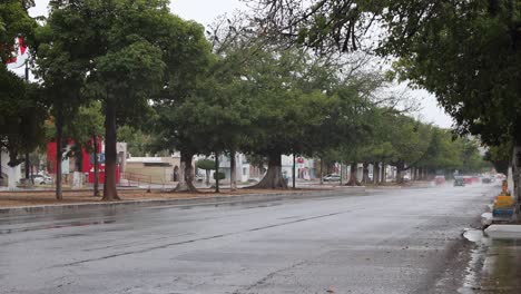 wide-street-full-of-trees-without-people-and-with-cars-in-front-of-it-raining-green-trees