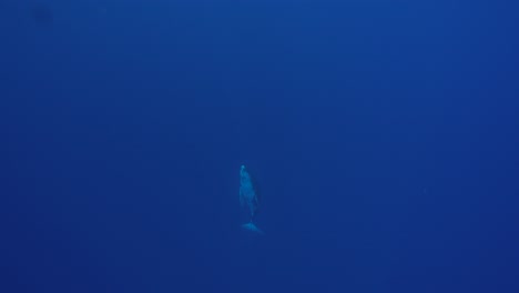Extraordinary-Slow-motion-shot-of-baby-humpback-whale-coming-from-the-deep-blue-and-jumps-out-of-the-water