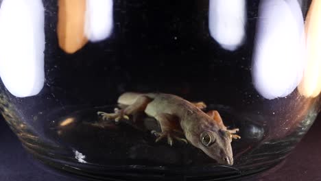 Common-House-Gecko,-inside-a-jar,-Hemidactylus-frenatus,-cinematic-lighting,-slowly-breathing-black-ground
