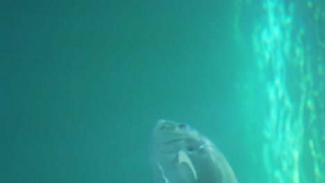 Big-fish-in-a-blue-aquarium-swimming