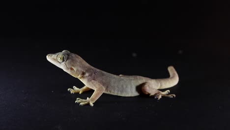 Eidechse-Auf-Schwarzem-Hintergrund,-Gecko-Atmung,-Gewöhnlicher-Hausgecko,-Hemidactylus-Frenatus,-Gruselige-Eidechse