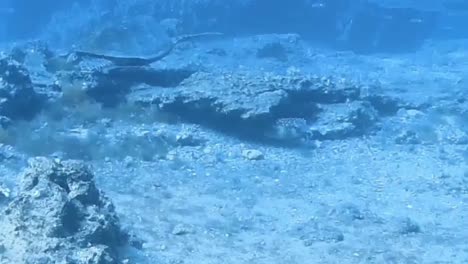 turtle-in-the-red-sea-aqaba