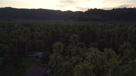 Wolken-Leuchten-Morgens-über-Dichtem-Palmenwald