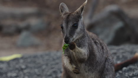 Wallaby-eating-leaves-at-Granite-Gorge,-Australia