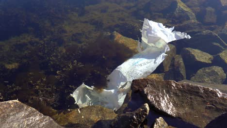 Old-plastic-bag-stuck-in-kelp-near-rocky-coastline-of-Norway-fjord