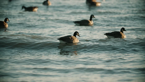 Canadian-Geese-Swimming-in-Lake-Water-Waves-during-Summer-Dusk