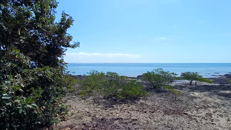 Small-mangrove-trees-on-the-rocky-beach-at-low-tide