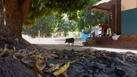 Blue-African-house-in-a-village-with-big-trees-and-a-black-pig-running-free