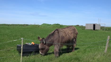 Donkey-munching-on-fresh-green-spring-grass-Wexford-Ireland