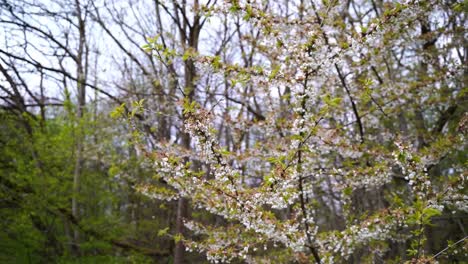 Tree-full-of-white-small-flowers-and-leaflets-in-good-weather-and-with-forest-in-the-background