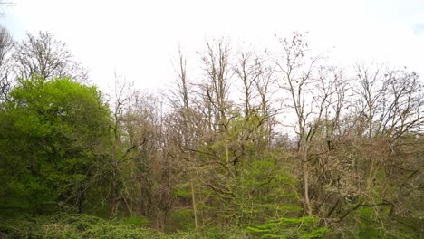 Mehrere-Bäume-Im-Frühling,-Einige-Blühen,-Andere-Sind-Kahl-Mit-Sanfter-Kamerabewegung