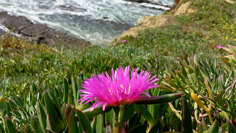 Weeping-flower-of-the-beaches---pink-carpobrotus-edilus,-is-in-the-middle-of-the-green-foliage,-on-a-hillside-with-the-sea-in-the-background