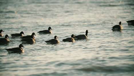 Flock-of-Wild-Canadian-Geese-Swimming-in-Lake-Water-Waves-during-Summer-Sunset