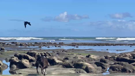 Crow-on-beach-fly's-away-while-dog-comes-into-frame-to-chase-it