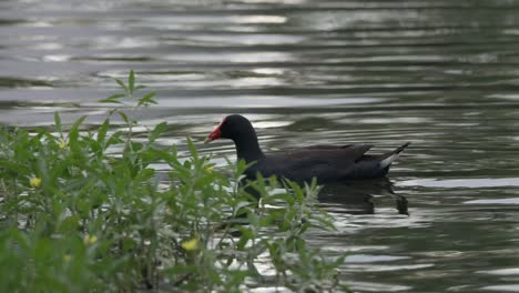 A-Purple-Swamphen-swimming-on-the-lake