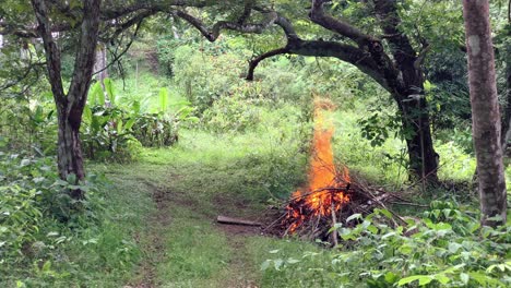 Controlled-fire-burning-in-a-forest-in-the-Caimito-district,-Panama-Province,-Panama