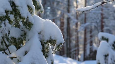 Close-up-of-fir-tree-branch-covered-in-snow