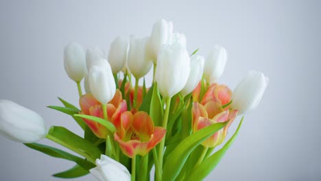 Tulipanes-Naranjas-Y-Blancos-Giran-Lentamente