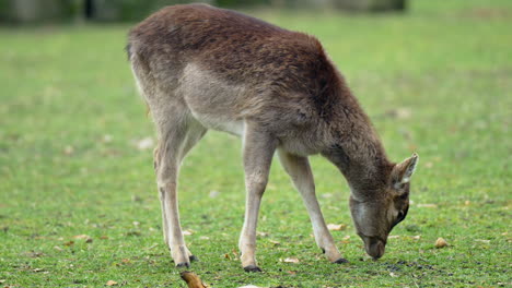 Focus-Pulling-From-One-Deer-to-Young-Red-Deer-Female-Grazing-on-a-Green-Field-in-a-Park-of-Germany---slow-motion