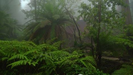 Ferns-Growing-in-Pena-Park-Covered-with-Mysterious-Eerie-Fog