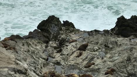 Colony-Of-Sea-Lions-Resting-On-Rocks-Beside-Pacific-Ocean-Swells