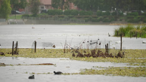 A-Wide-Shot-of-Rain-Falling-on-Echo-Park-Lake-in-Los-Angeles,-California-with-Ducks-and-Lilies