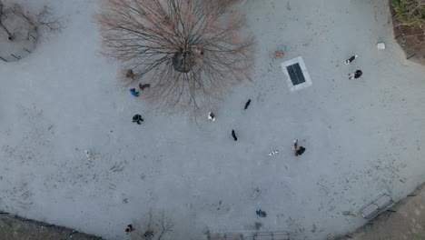 Aerial-view-above-people-in-a-dog-park,-spring-morning-in-New-York,-USA---top-down,-drone-shot