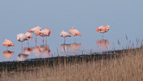 Eine-Gruppe-Rosafarbener-Flamingos-Schläft-Auf-Einem-Bein-Im-Wasser-In-Den-Niederlanden-In-Der-Provinz-Zeeland