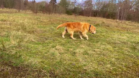 Tracking-shot-of-a-male-golden-retriever-smelling-the-ground-and-holding-a-ball