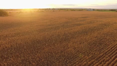 Aerial-view-at-sunset-of-a-wide-corn-field-ready-for-harvest