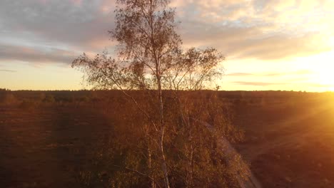 Amazing-moorland-landscape-at-sunset-with-a-birch-tree-along-a-dirt-road-with-a-colourful-sky-and-sun-flare-from-the-right-showing-the-tree-in-its-golden-haze-revealing-the-wider-landscape-behind