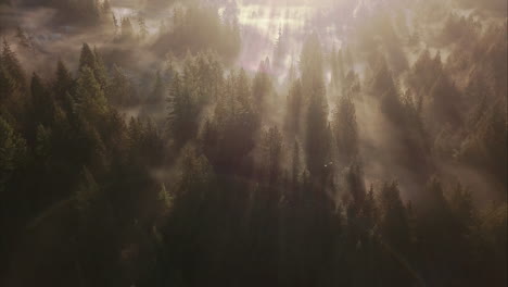Aerial-view-of-Sunbeams-shining-through-mist-in-forest