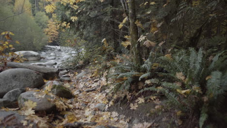 Farne-Und-Felsen,-Bedeckt-Von-Gelben-Herbstblättern-Im-Lynn-Valley
