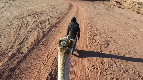 walking-with-a-camel-through-wadi-rum