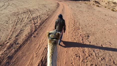 Caminando-Con-Un-Camello-Por-Wadi-Rum