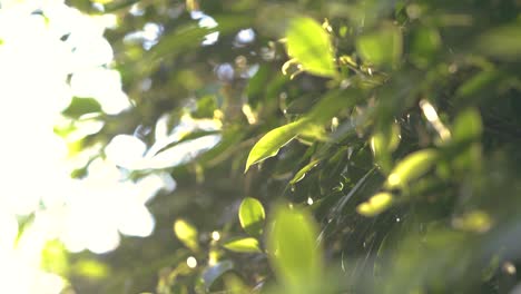 Vertical-footage-of-small-green-leaves-against-the-sunset-light-in-golden-hour,-soft-looks
