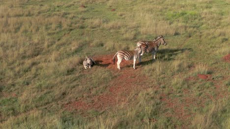 Drone-aerial,-Zebra-family-in-the-wild-on-green-savannah-getting-a-fright