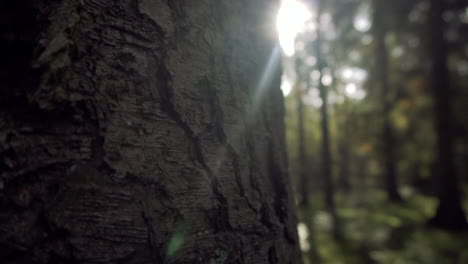 Cinematic-shot-of-the-trees-in-the-woods-on-a-sunny-and-magical-day,-reveal-shot-with-no-people